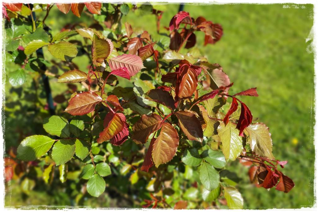 Jak pomóc roślinom po przymrozkach 20 Jak pomóc roślinom po przymrozkach 20
