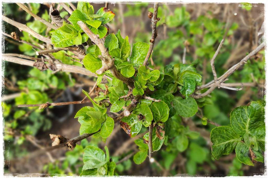 Jak pomóc roślinom po przymrozkach 21 Jak pomóc roślinom po przymrozkach 21
