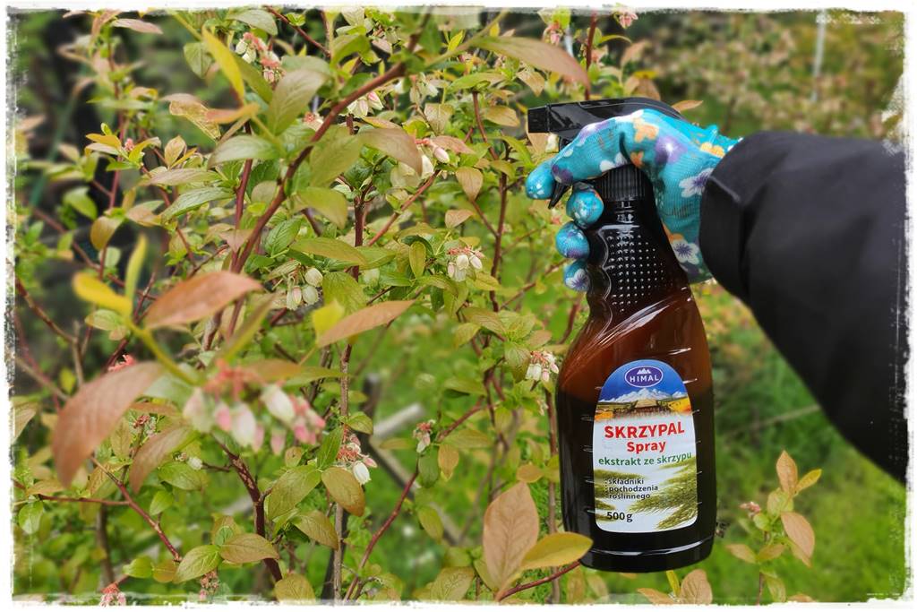 Jak pomóc roślinom po przymrozkach 23