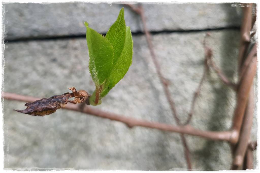 Jak pomóc roślinom po przymrozkach 24