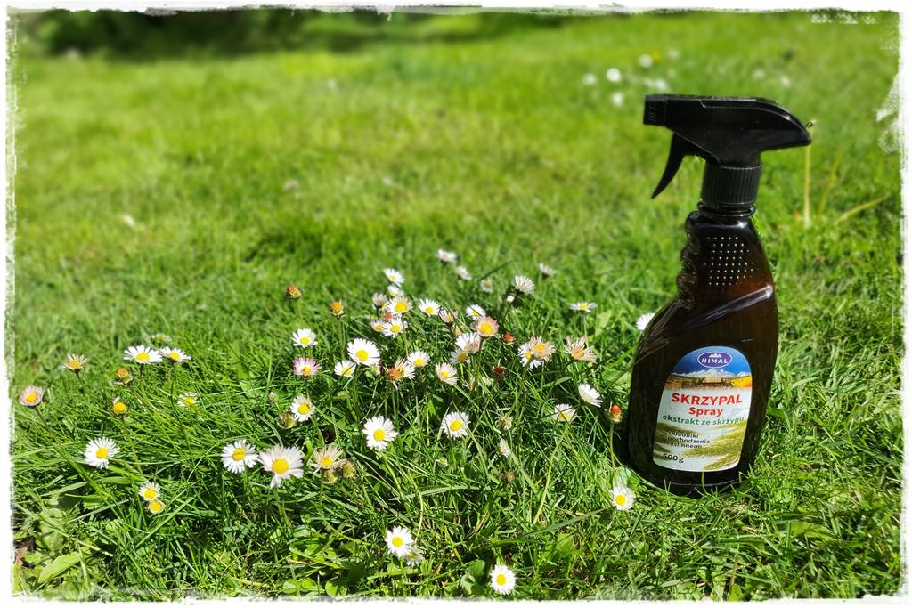 Jak pomóc roślinom po przymrozkach 25 Jak pomóc roślinom po przymrozkach 25