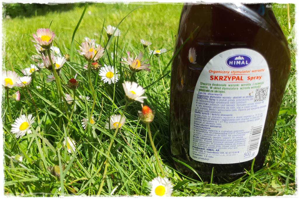 Jak pomóc roślinom po przymrozkach 26 Jak pomóc roślinom po przymrozkach 26