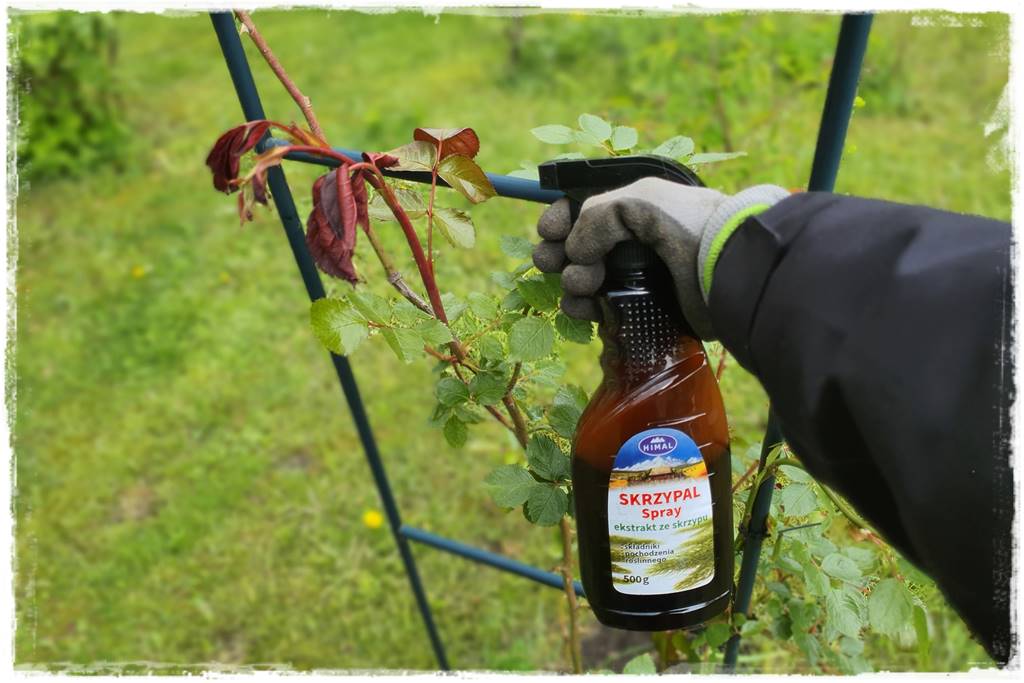 Jak pomóc roślinom po przymrozkach 28 Jak pomóc roślinom po przymrozkach 28