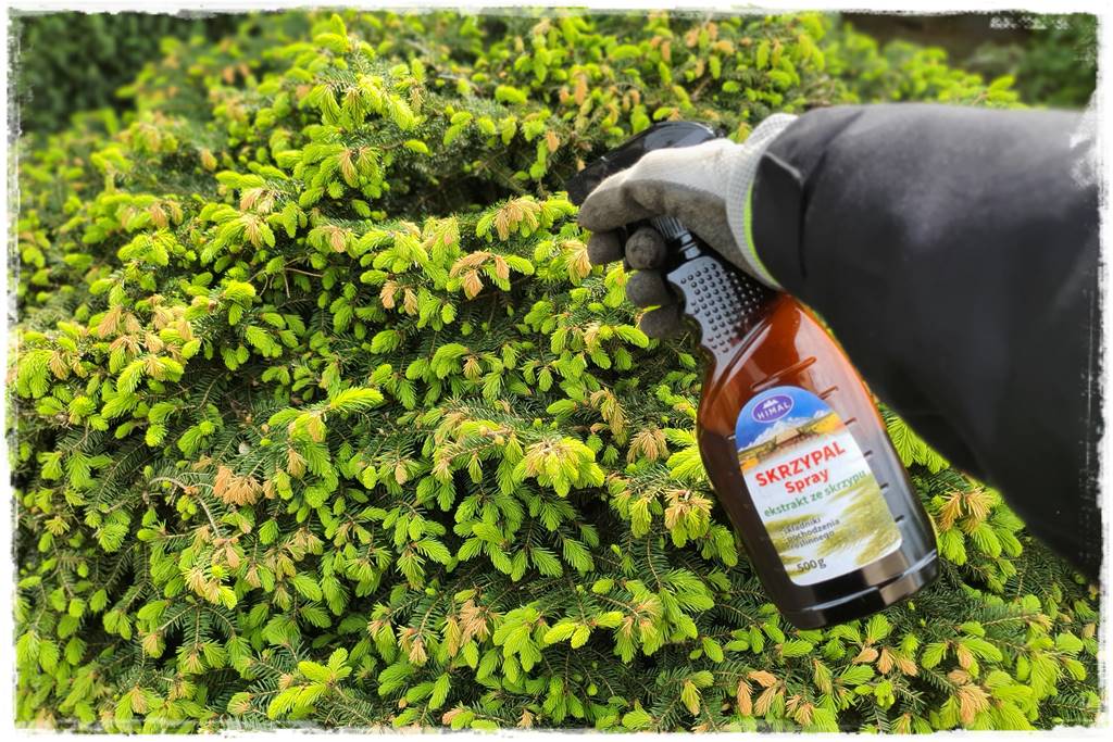 Jak pomóc roślinom po przymrozkach 30 Jak pomóc roślinom po przymrozkach 30