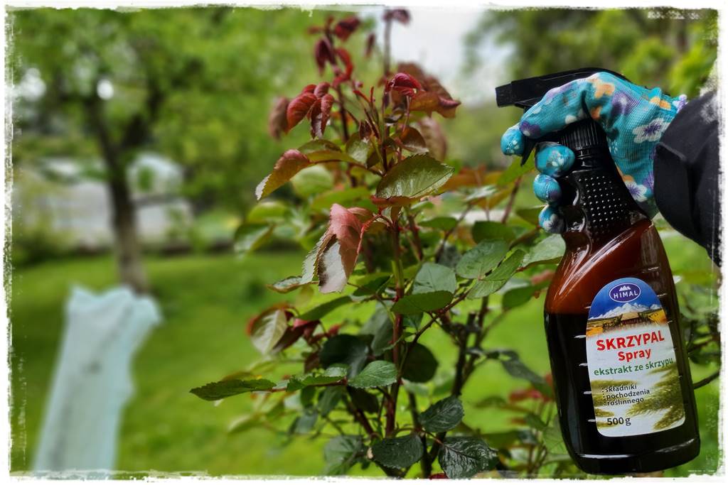 Jak pomóc roślinom po przymrozkach 38