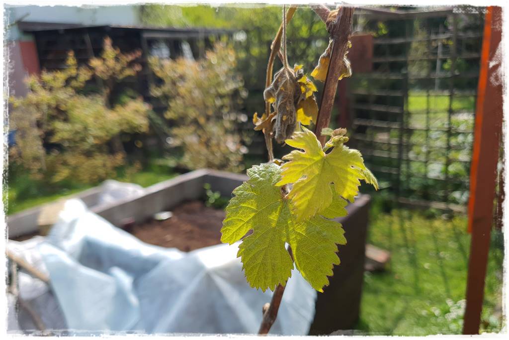 Jak pomóc roślinom po przymrozkach 42 Jak pomóc roślinom po przymrozkach 42