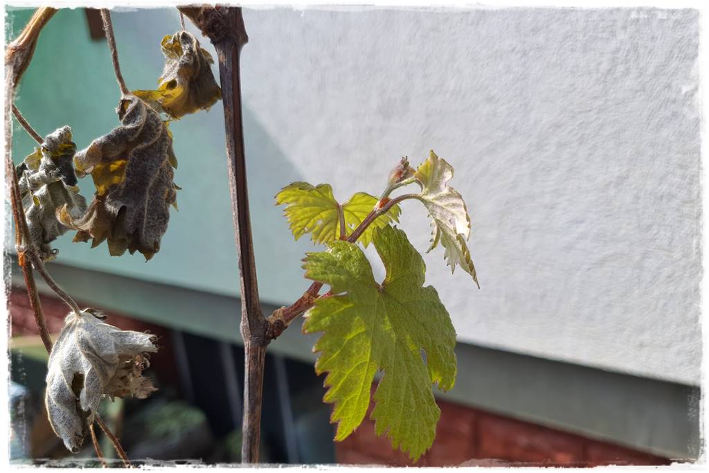 Jak pomóc roślinom po przymrozkach 43 Jak pomóc roślinom po przymrozkach 43