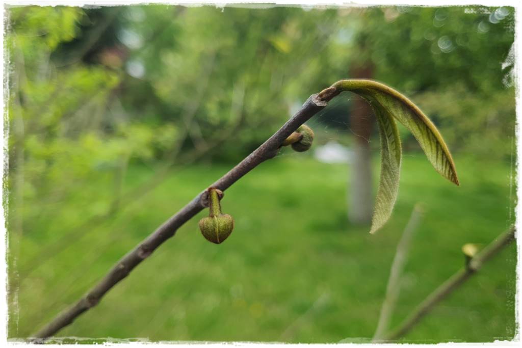 Jak pomóc roślinom po przymrozkach 44 Jak pomóc roślinom po przymrozkach 44