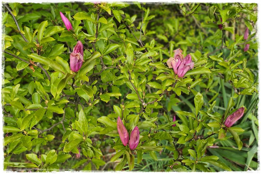 Jak pomóc roślinom po przymrozkach 7 Jak pomóc roślinom po przymrozkach 7