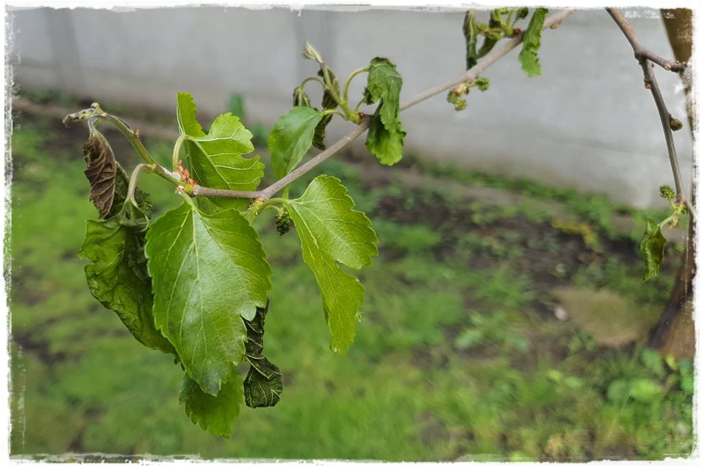 Jak pomóc roślinom po przymrozkach 8 Jak pomóc roślinom po przymrozkach 8