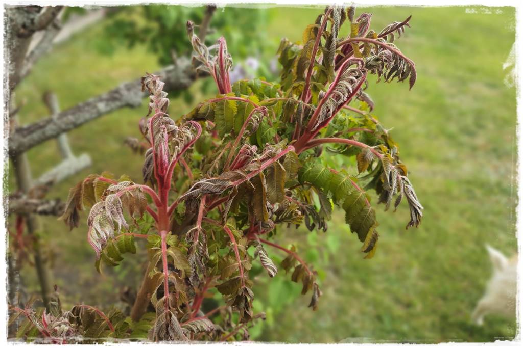 Jak pomóc roślinom po przymrozkach 9 Jak pomóc roślinom po przymrozkach 9