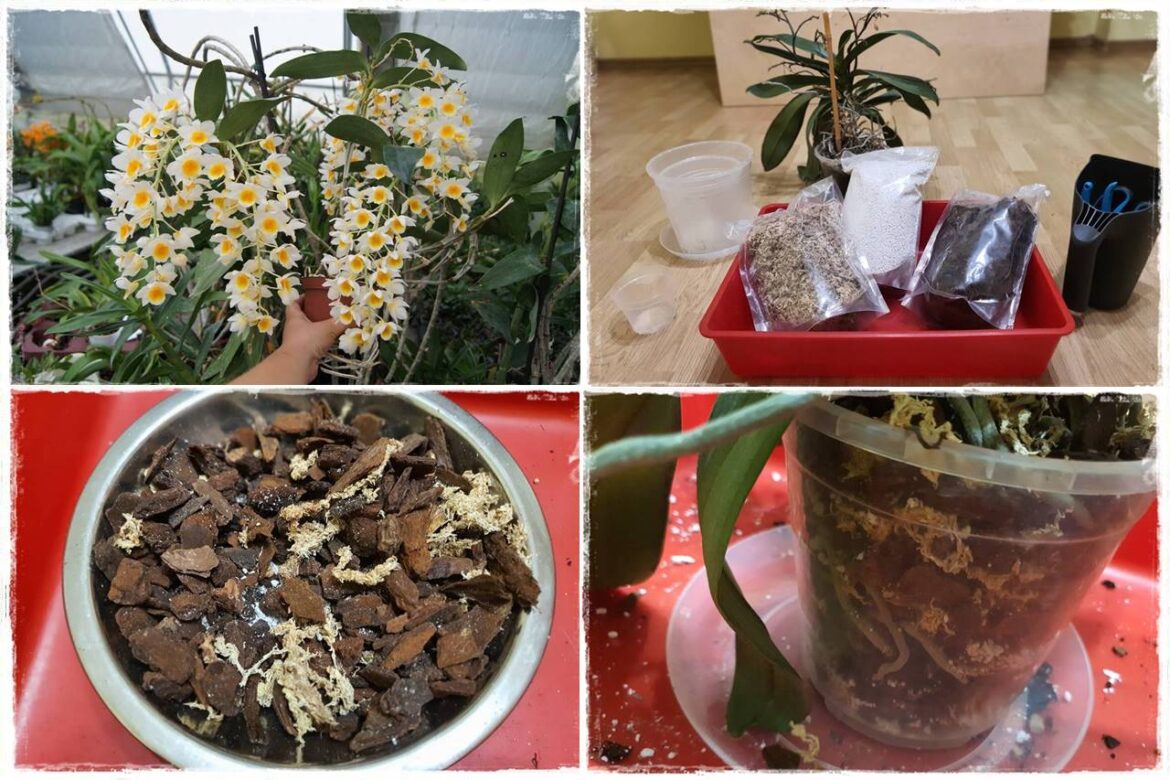 Jak zrobić podłoże do storczyków 0