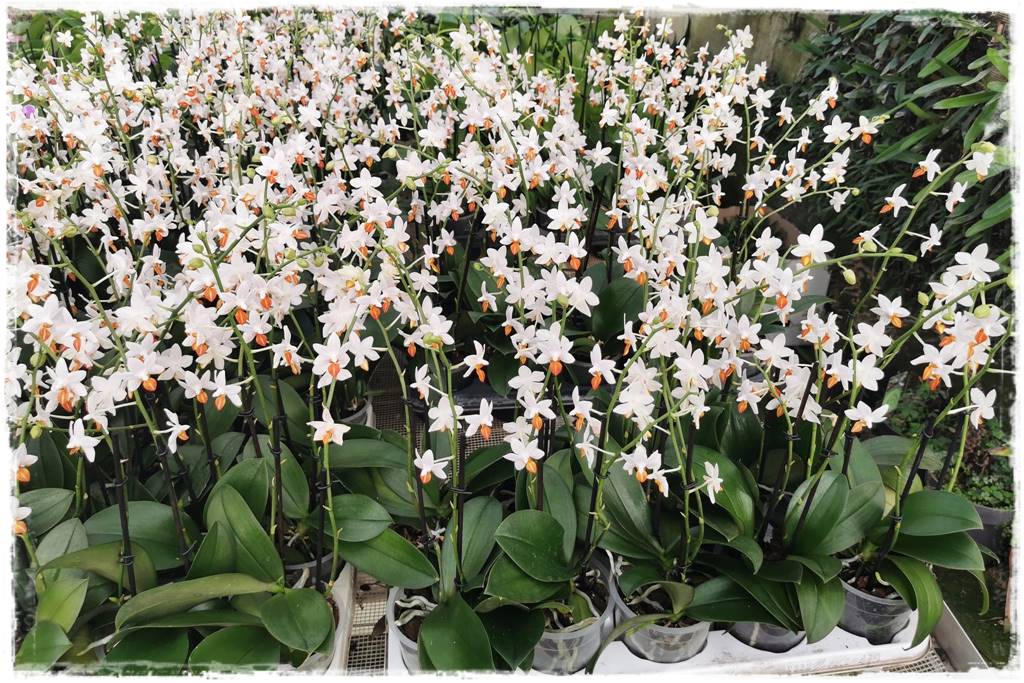 Jak zrobić podłoże do storczyków 1