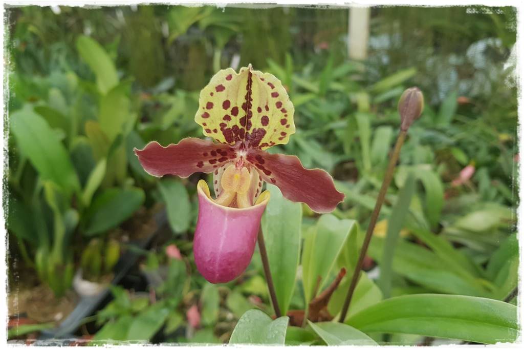 Jak zrobić podłoże do storczyków 1b