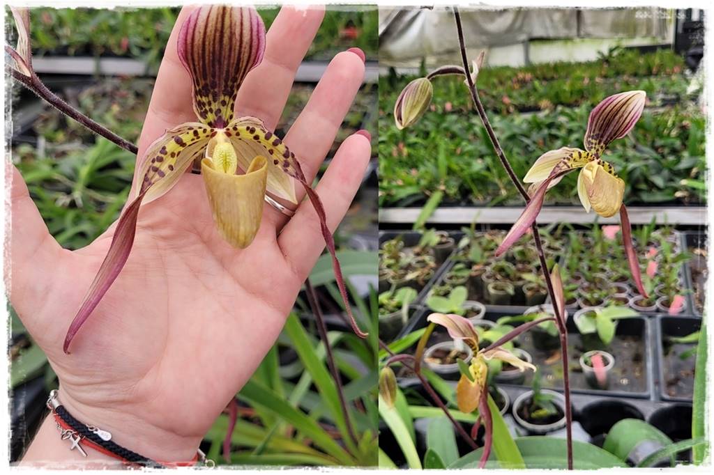 Jak zrobić podłoże do storczyków 1c