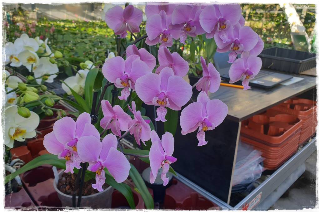 Jak zrobić podłoże do storczyków 2a