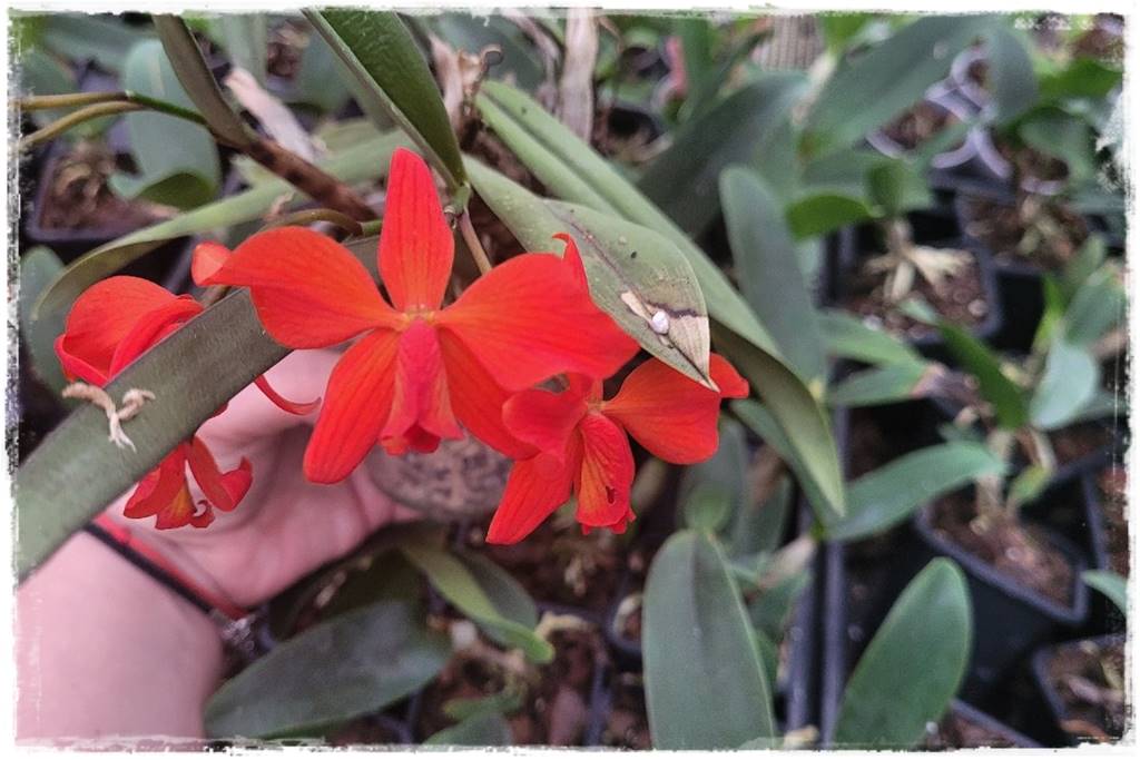 Jak zrobić podłoże do storczyków 2b