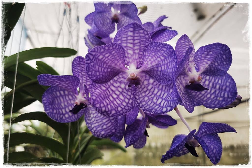 Jak zrobić podłoże do storczyków 2c