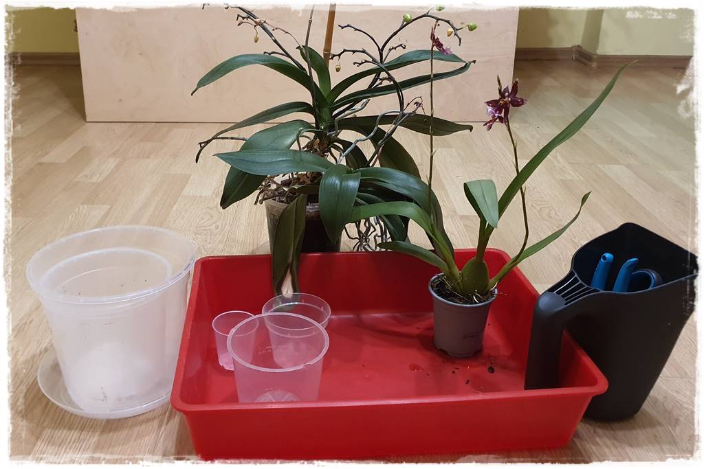 Jak zrobić podłoże do storczyków 3