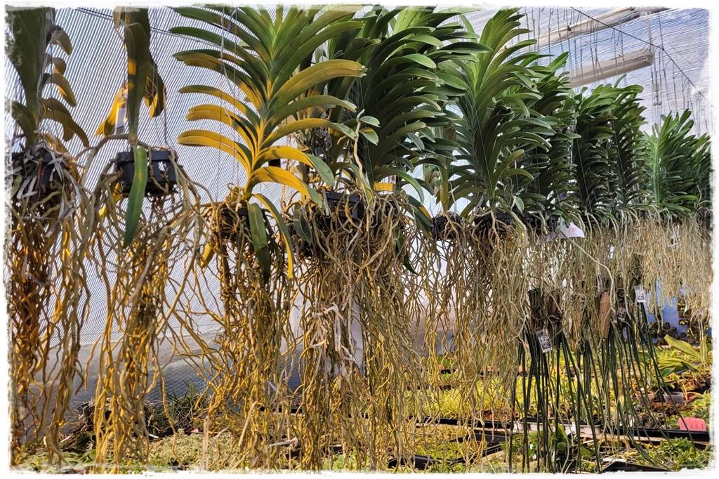 Jak zrobić podłoże do storczyków 3c