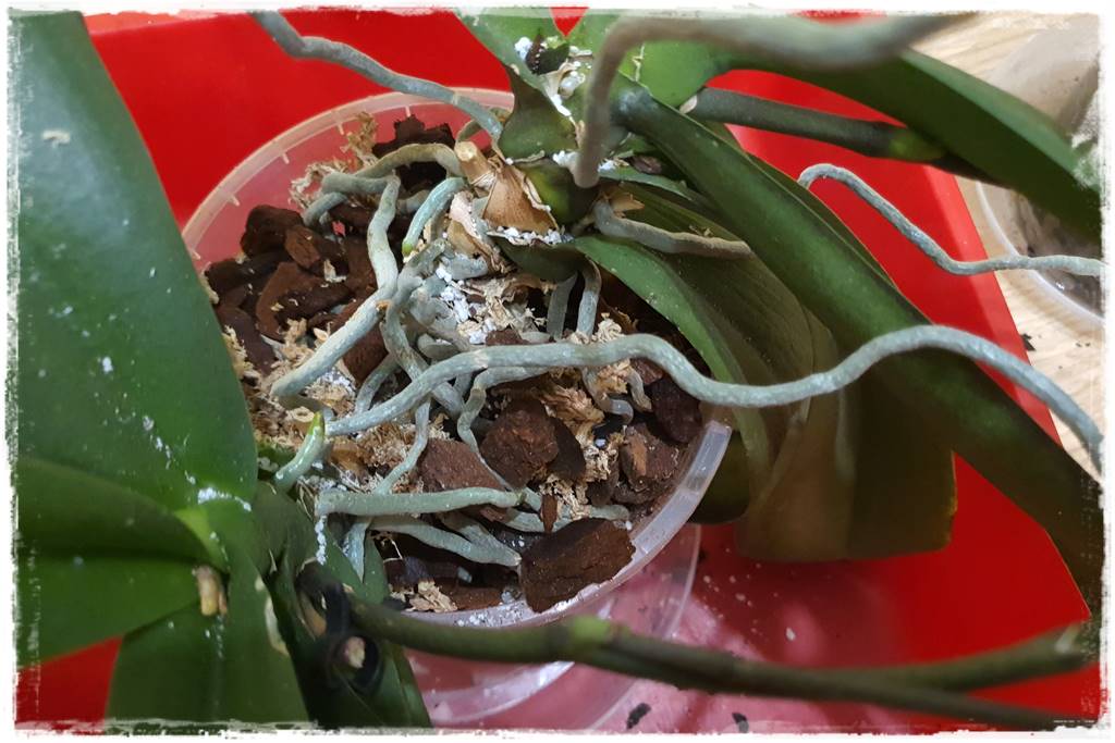 Jak zrobić podłoże do storczyków 3d