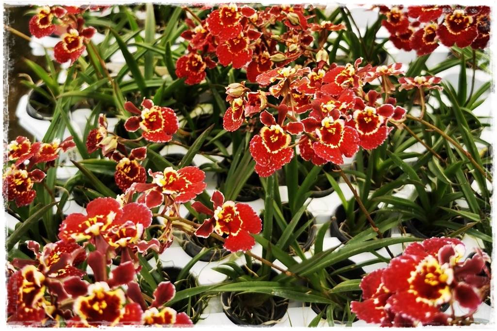 Jak zrobić podłoże do storczyków 3e