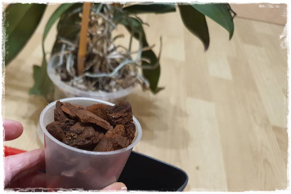 Jak zrobić podłoże do storczyków 3f