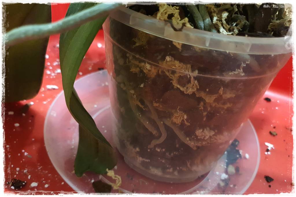 Jak zrobić podłoże do storczyków 3m