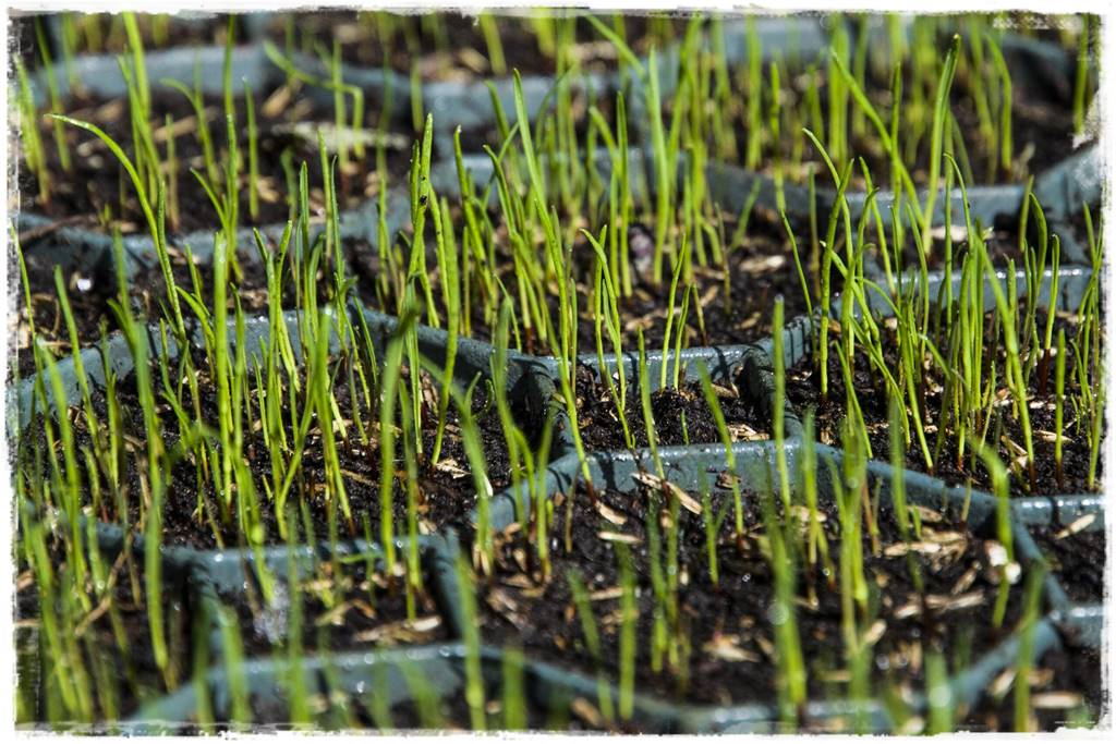 Kratka trawnikowa 4 Kratka trawnikowa 4