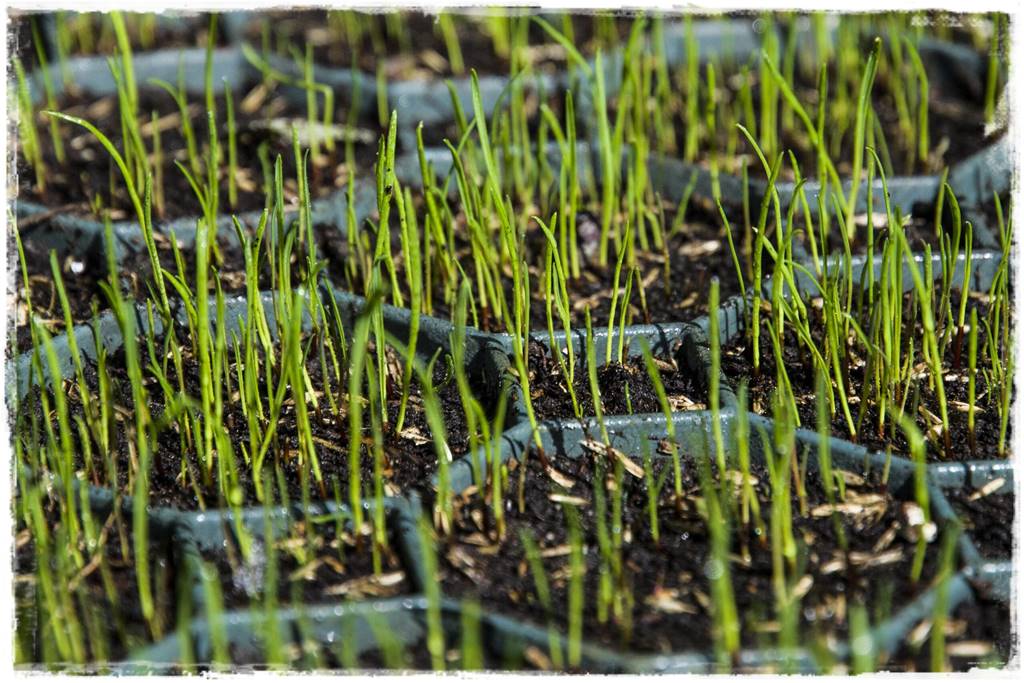 Kratka trawnikowa 6b