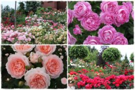 Najpiękniejsze róże rabatowe 0