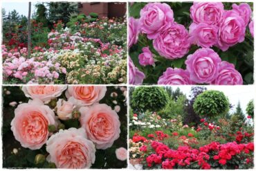 Najpiękniejsze róże rabatowe 0