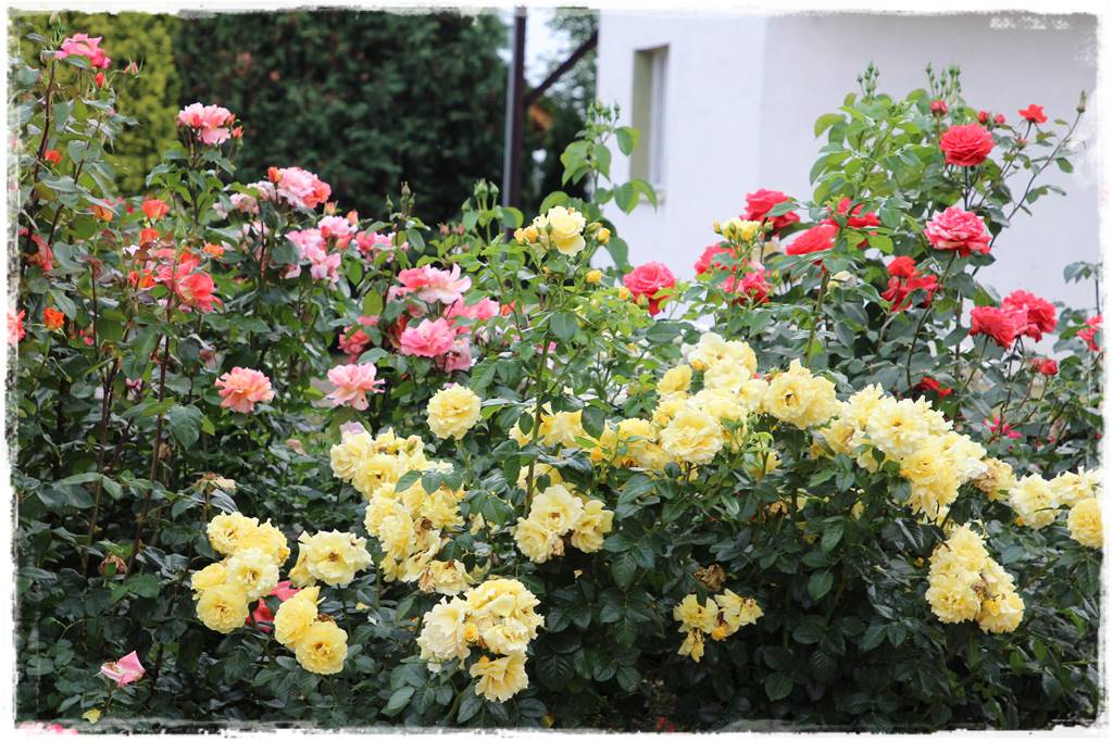 Najpiękniejsze róże rabatowe 0b Najpiękniejsze róże rabatowe 0b