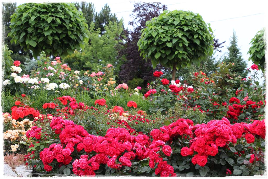 Najpiękniejsze róże rabatowe 0c Najpiękniejsze róże rabatowe 0c