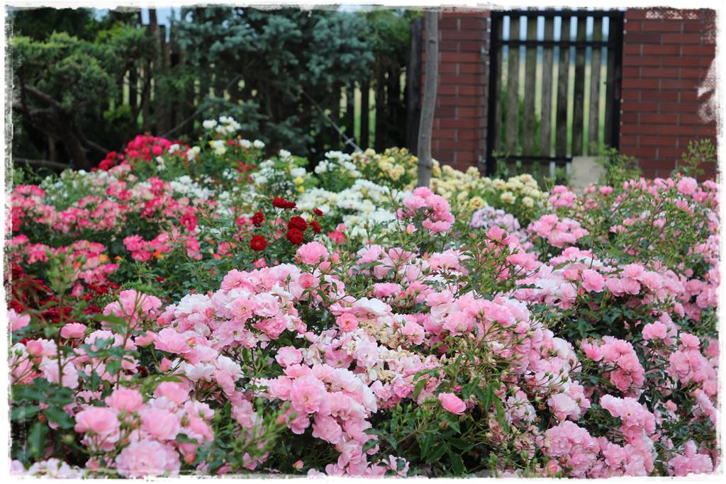 Najpiękniejsze róże rabatowe 0d Najpiękniejsze róże rabatowe 0d