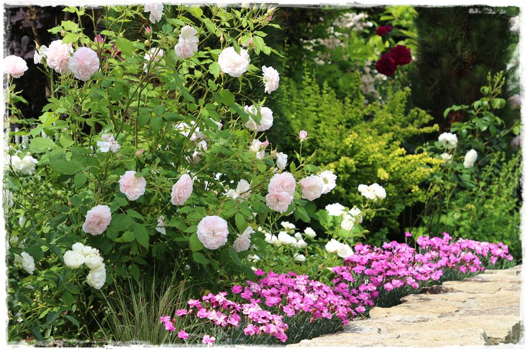 Najpiękniejsze róże rabatowe 0e Najpiękniejsze róże rabatowe 0e