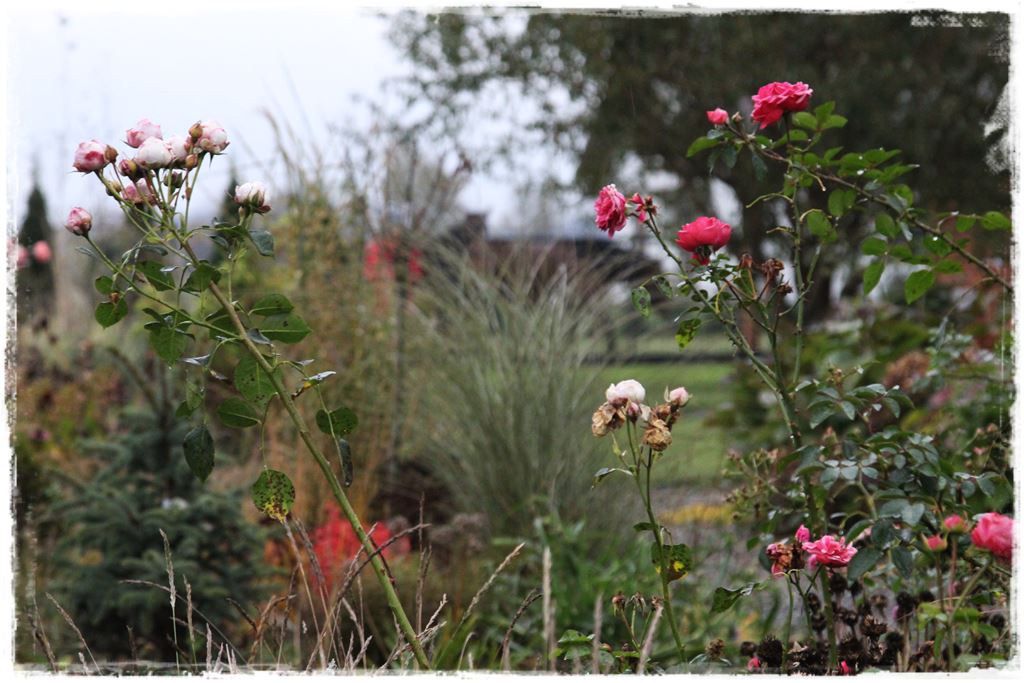 Najpiękniejsze róże rabatowe 0i