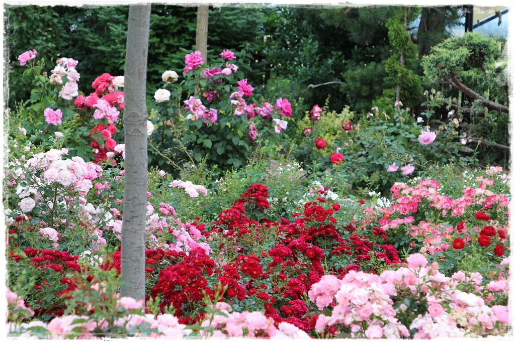 Najpiękniejsze róże rabatowe 0j Najpiękniejsze róże rabatowe 0j