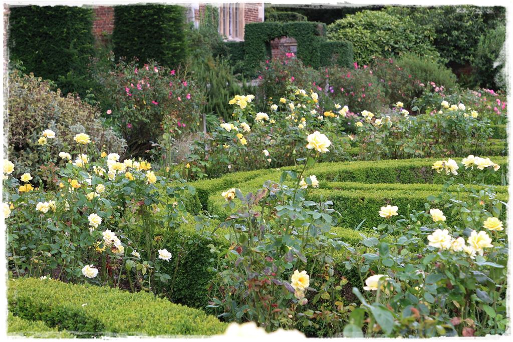 Najpiękniejsze róże rabatowe 0k Najpiękniejsze róże rabatowe 0k