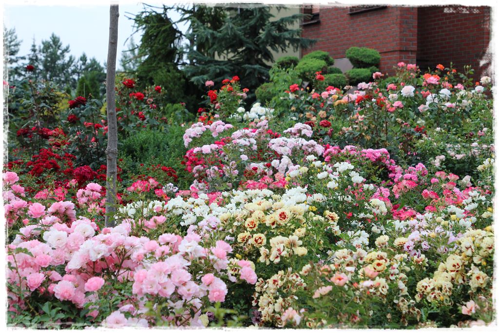 Najpiękniejsze róże rabatowe 0l Najpiękniejsze róże rabatowe 0l