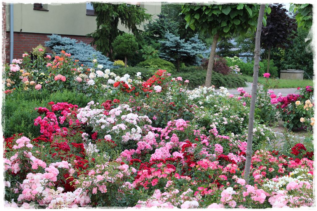 Najpiękniejsze róże rabatowe 0m Najpiękniejsze róże rabatowe 0m