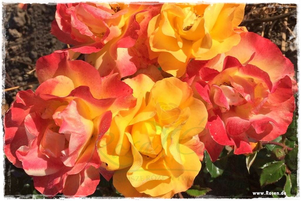 Najpiękniejsze róże rabatowe 1a Najpiękniejsze róże rabatowe 1a