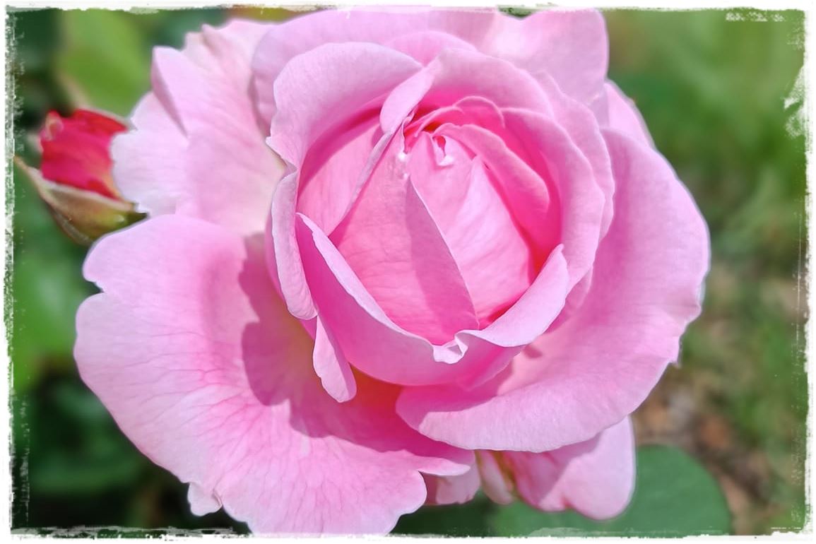 Najpiękniejsze róże rabatowe 2a Najpiękniejsze róże rabatowe 2a