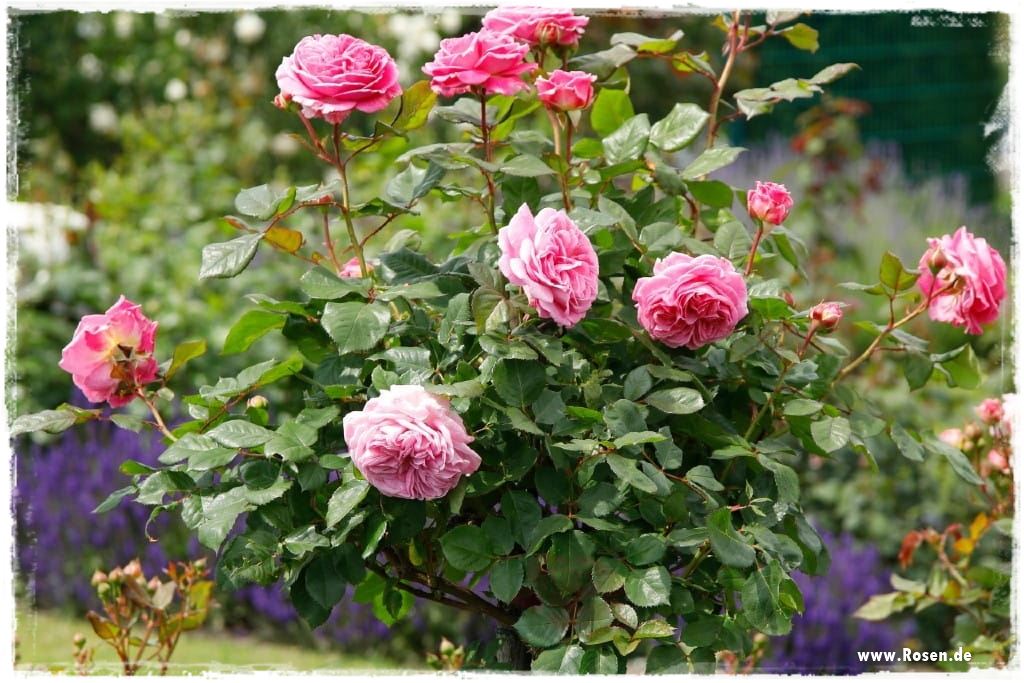 Najpiękniejsze róże rabatowe 2c Najpiękniejsze róże rabatowe 2c