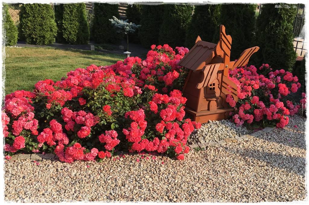 Najpiękniejsze róże rabatowe 5b Najpiękniejsze róże rabatowe 5b