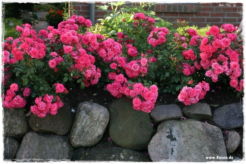 Najpiękniejsze róże rabatowe 5c Najpiękniejsze róże rabatowe 5c