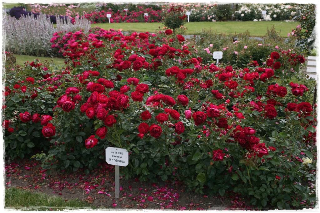 Najpiękniejsze róże rabatowe 7a Najpiękniejsze róże rabatowe 7a