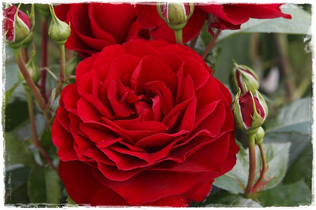 Najpiękniejsze róże rabatowe 7c Najpiękniejsze róże rabatowe 7c