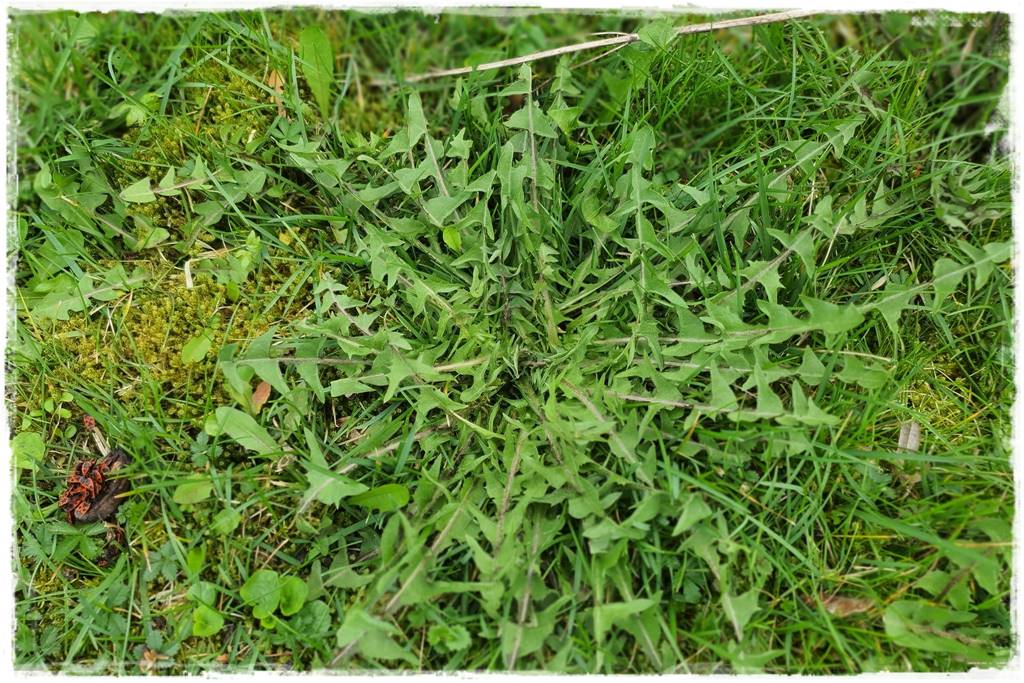 Nawozy organiczne 1a Nawozy organiczne 1a