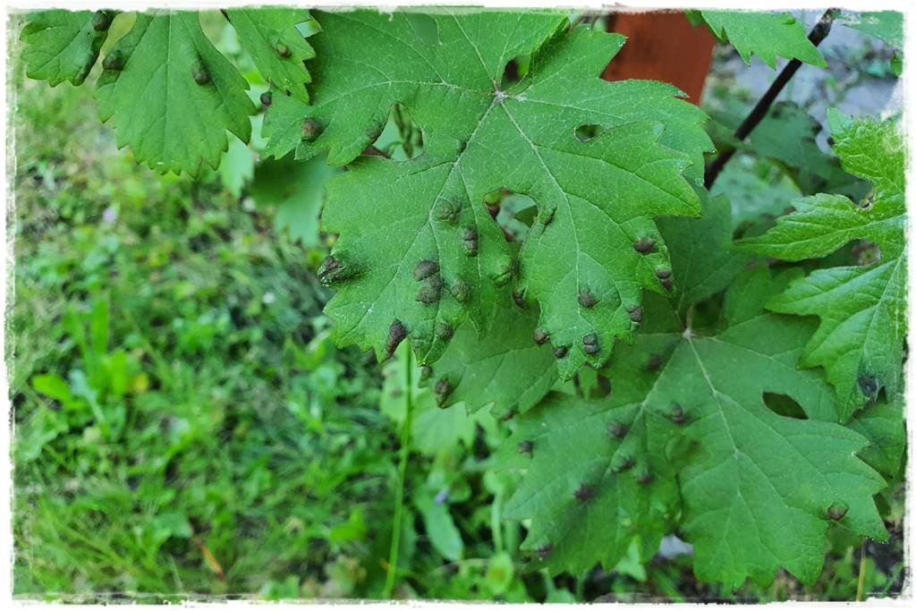 Nawozy organiczne 1b Nawozy organiczne 1b